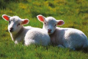 Zwei Lämmer liegen auf dem Sylter Deich