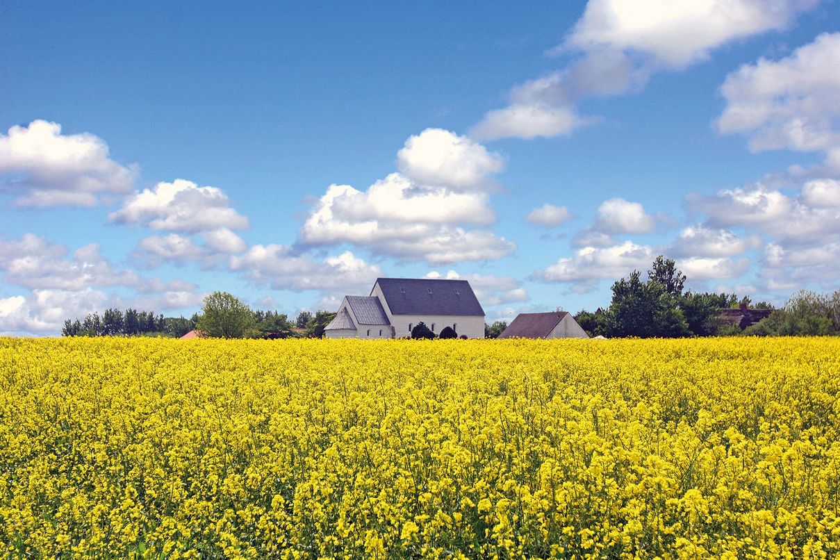 Gelb blühendes Rapsfeld vor der Morsumer Kirche St. Martin
