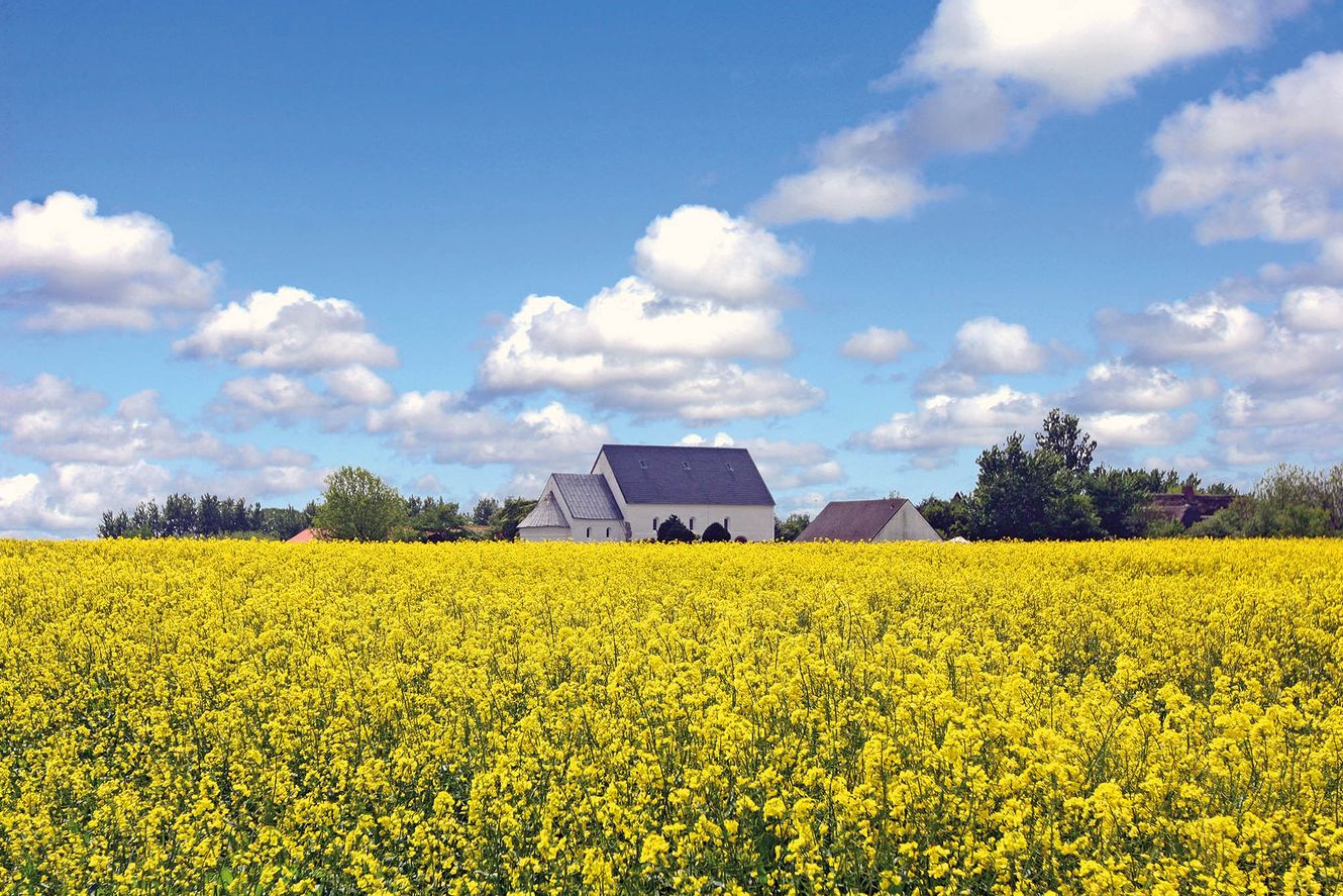 Gelb blühendes Rapsfeld vor der Morsumer Kirche St. Martin
