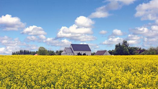 Gelb blühendes Rapsfeld vor der Morsumer Kirche St. Martin