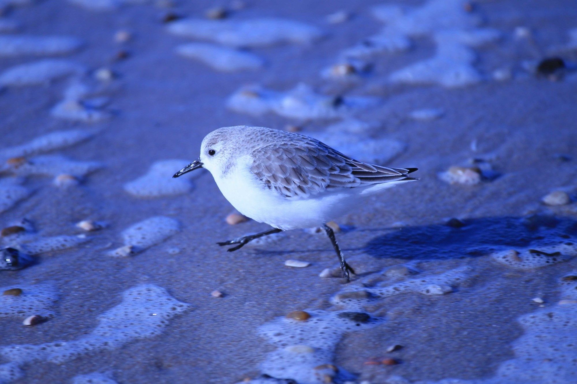 Sanderling am Flutsaum der Sylter Nordsee