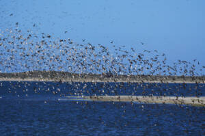 Vogelschar an der Nordsee vor Sylt