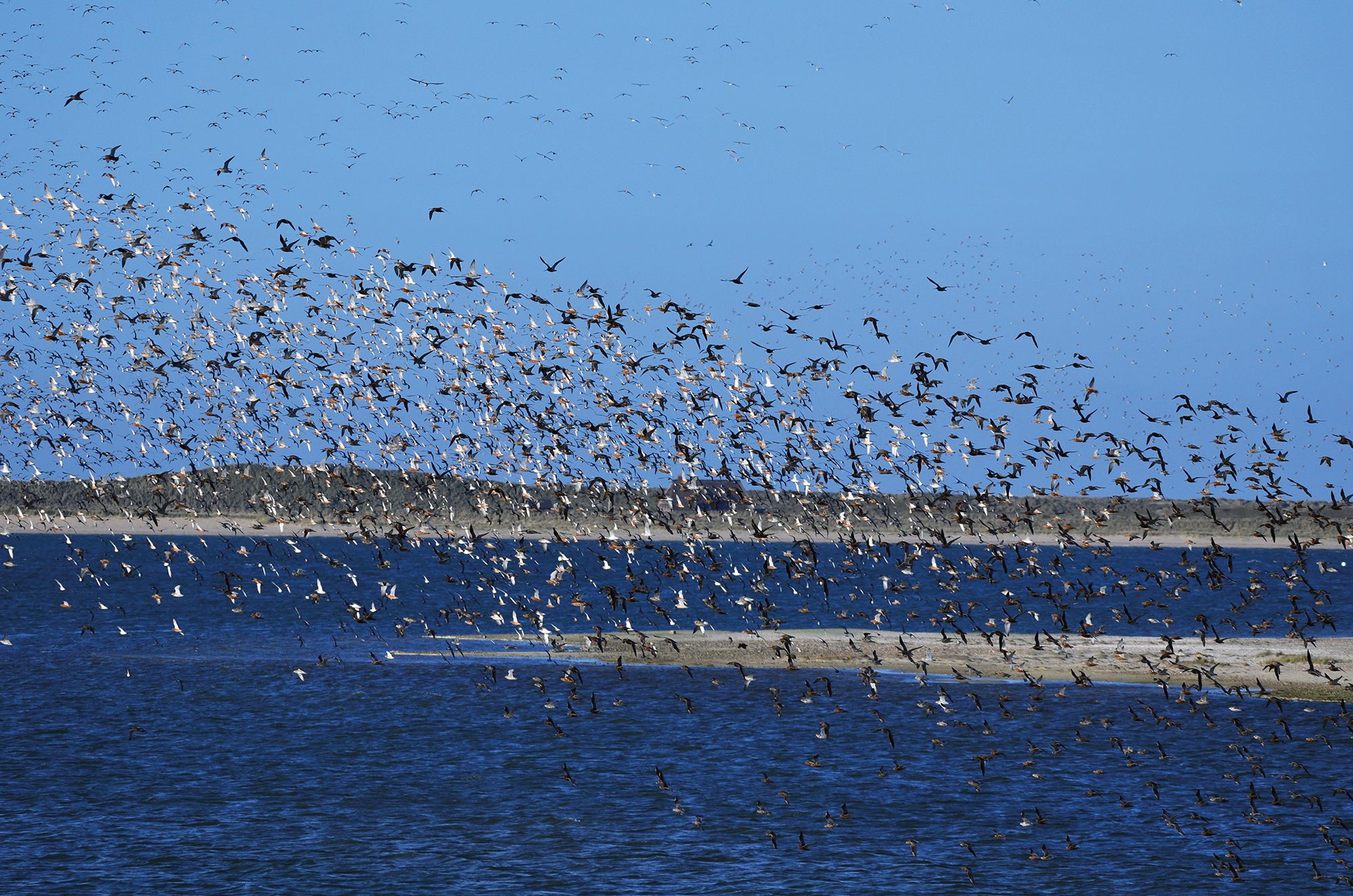 Vogelschar an der Nordsee vor Sylt