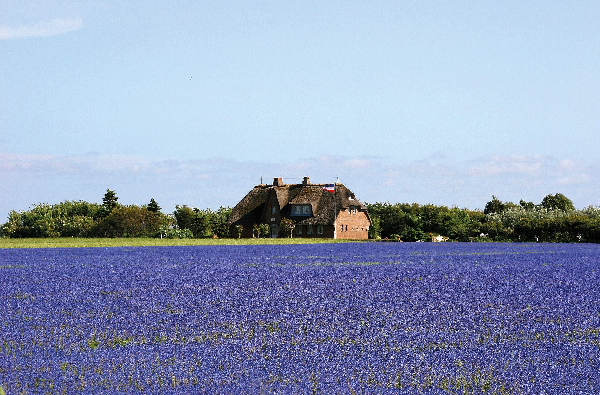 Blaublühendes Feld in Archsum auf Sylt
