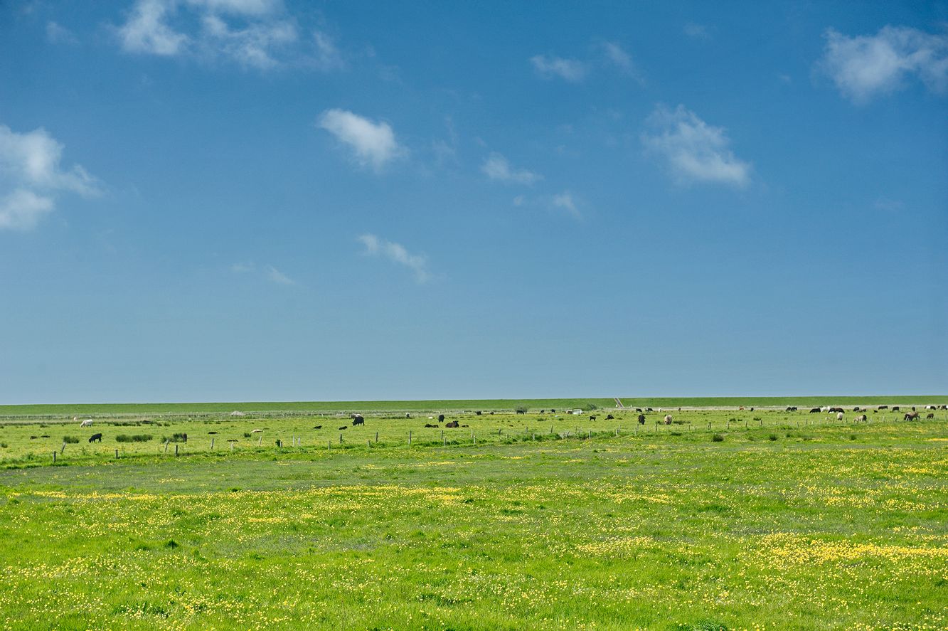 Salzwiesen in Archsum auf Sylt