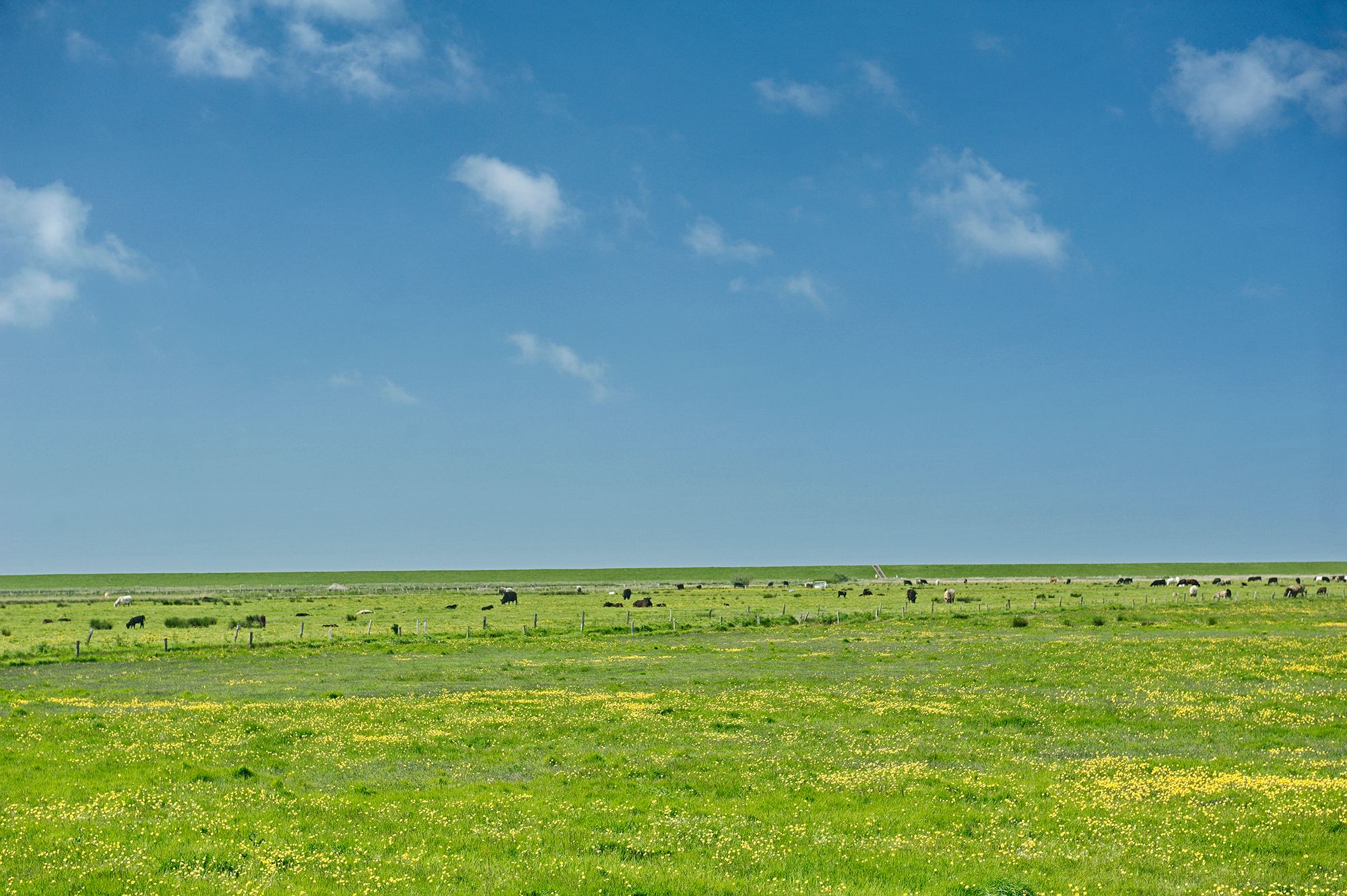 Salzwiesen in Archsum auf Sylt