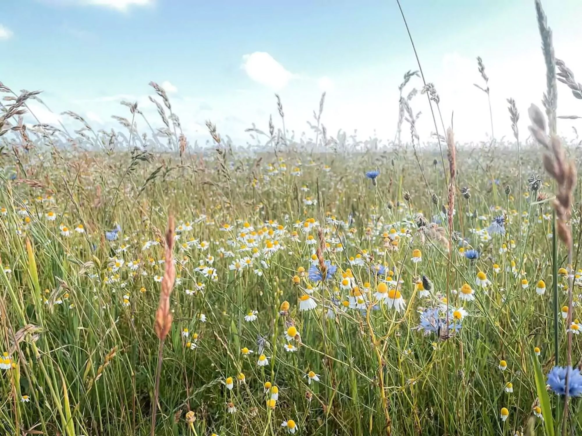 Bunte Blumenwiese auf Sylt