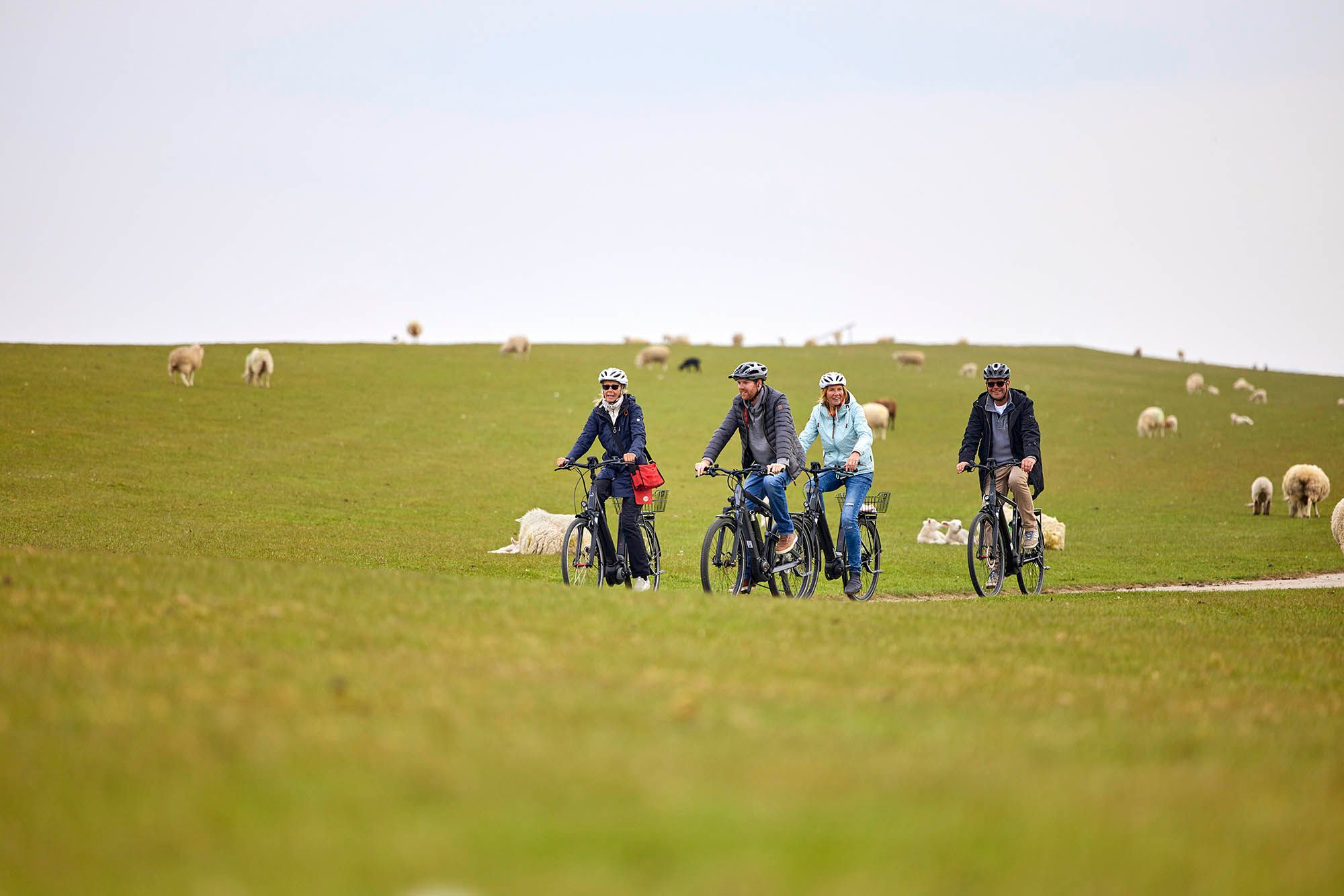 Zwei Männer und zwei Frauen fahren mit E-Bikes aus dem E-Mobility Center in Westerland am Deich zwischen Schafen