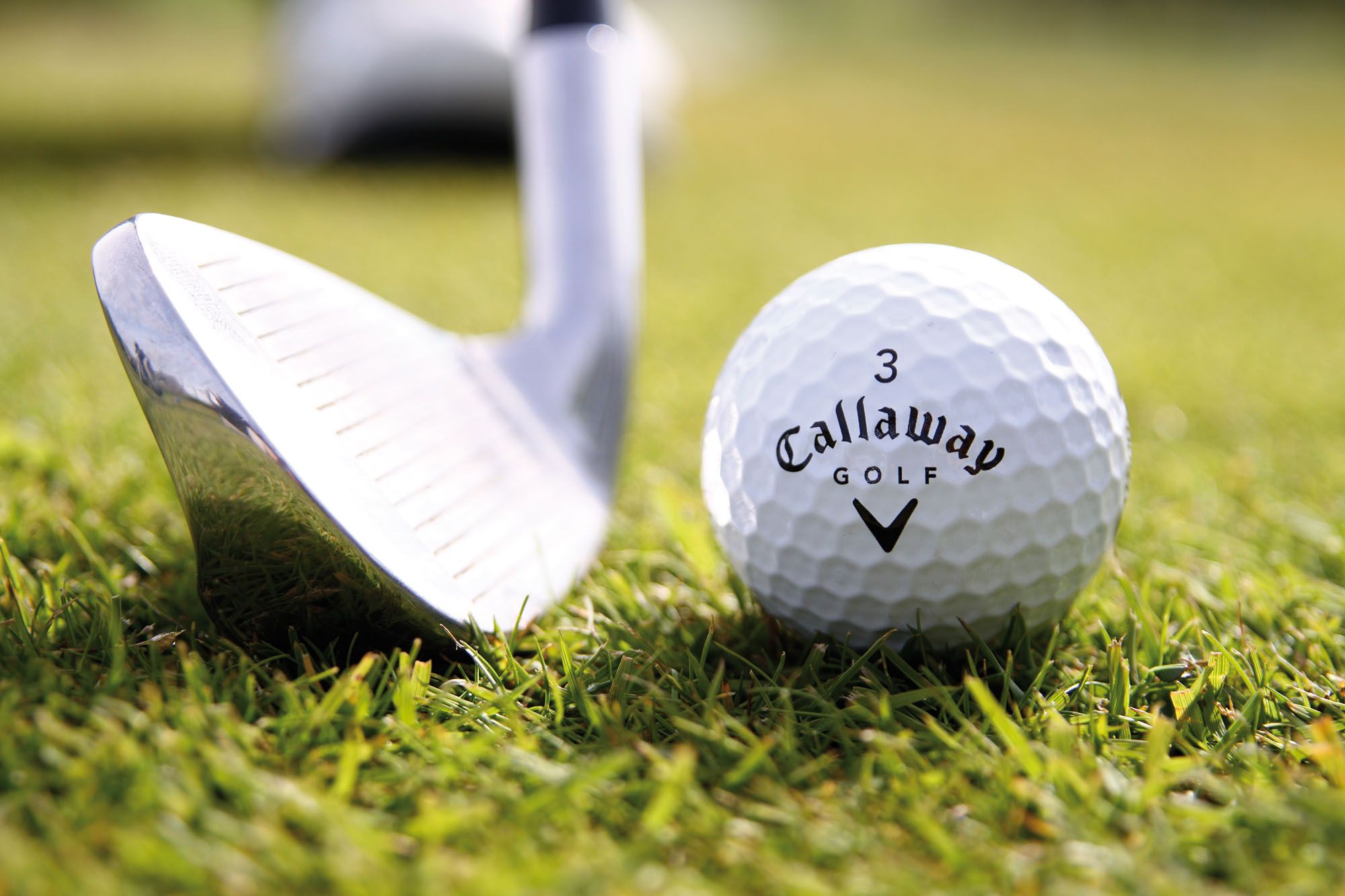 Golfball und Golfschläger in der Nahaufnahme auf dem Green eines Golfplatzes auf Sylt
