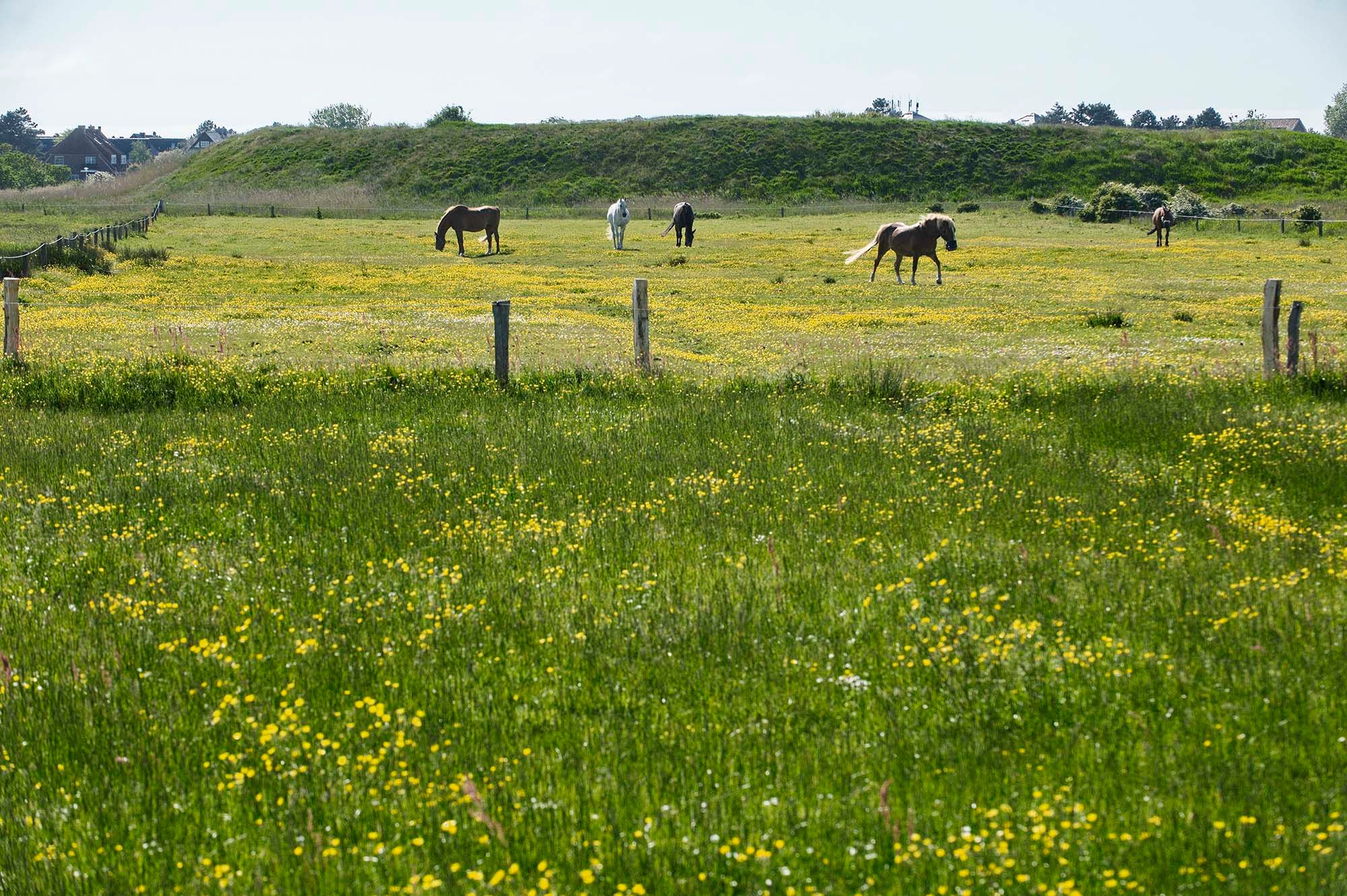 Pferde auf einer Weide vor der Tinnum-Burg