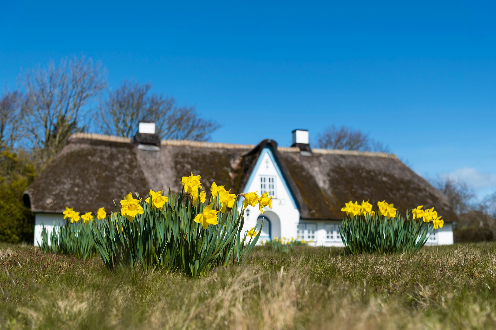Blühende, gelbe Narzissen vor einem Reetdachhaus in Braderup