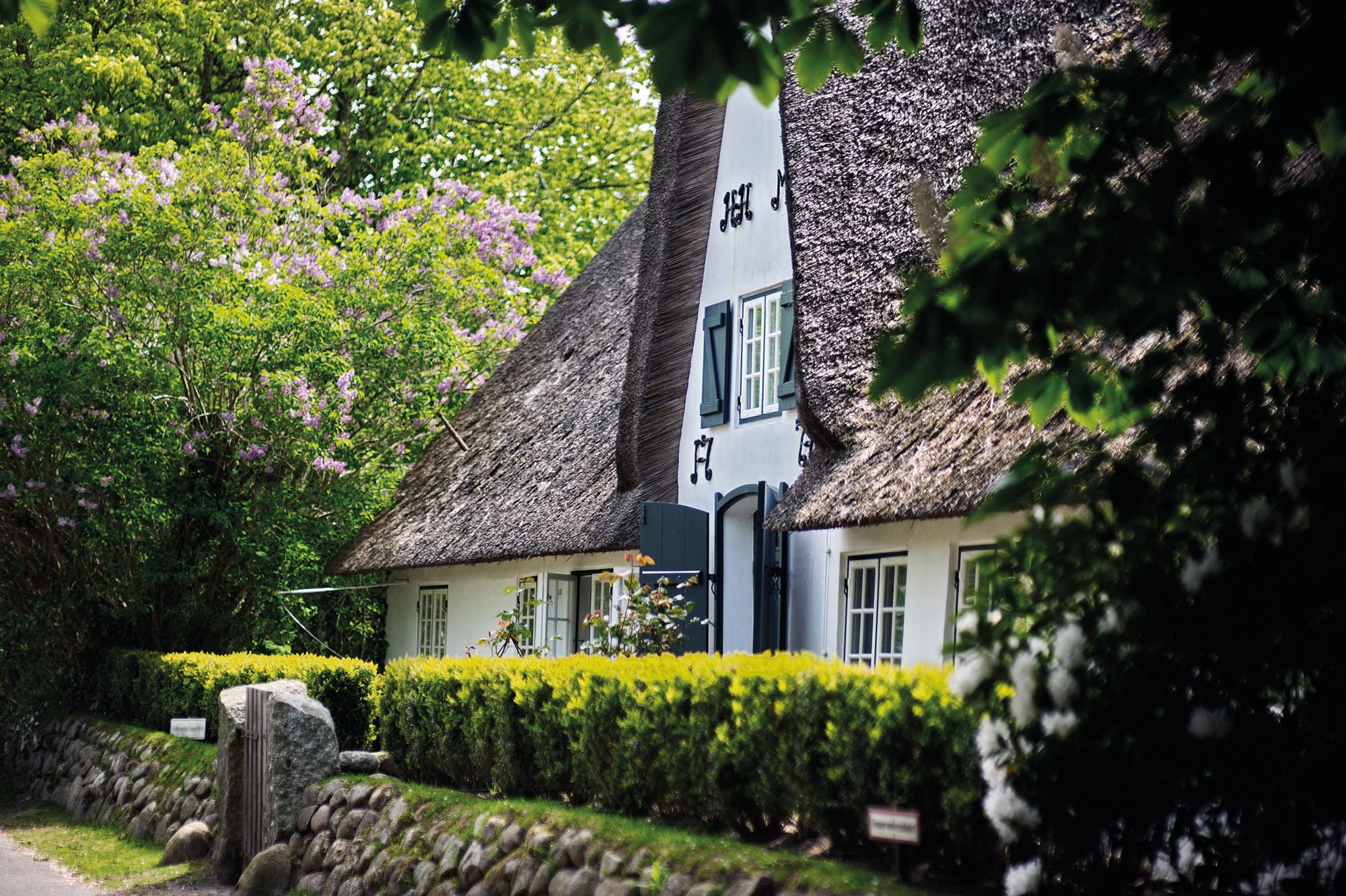 Weißes Reetdachhaus mit bewachsenem Friesenwall in Keitum