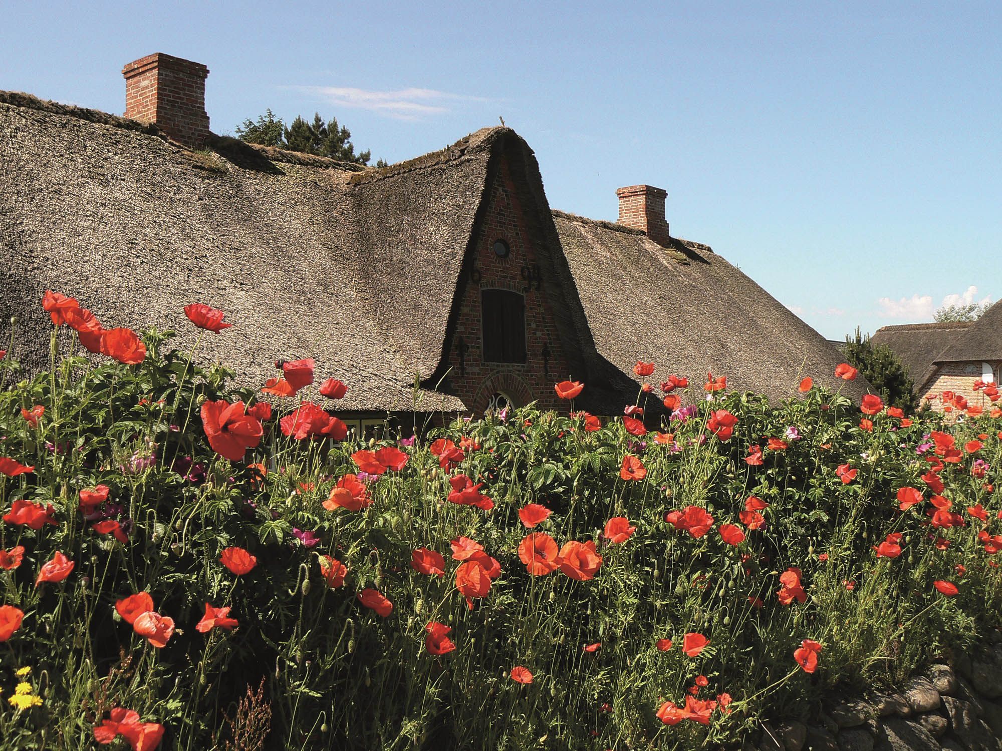 Blühender, roter Mohn vor einem Reetdachhaus in Keitum auf Sylt