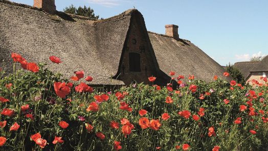 Blühender, roter Mohn vor einem Reetdachhaus in Keitum auf Sylt