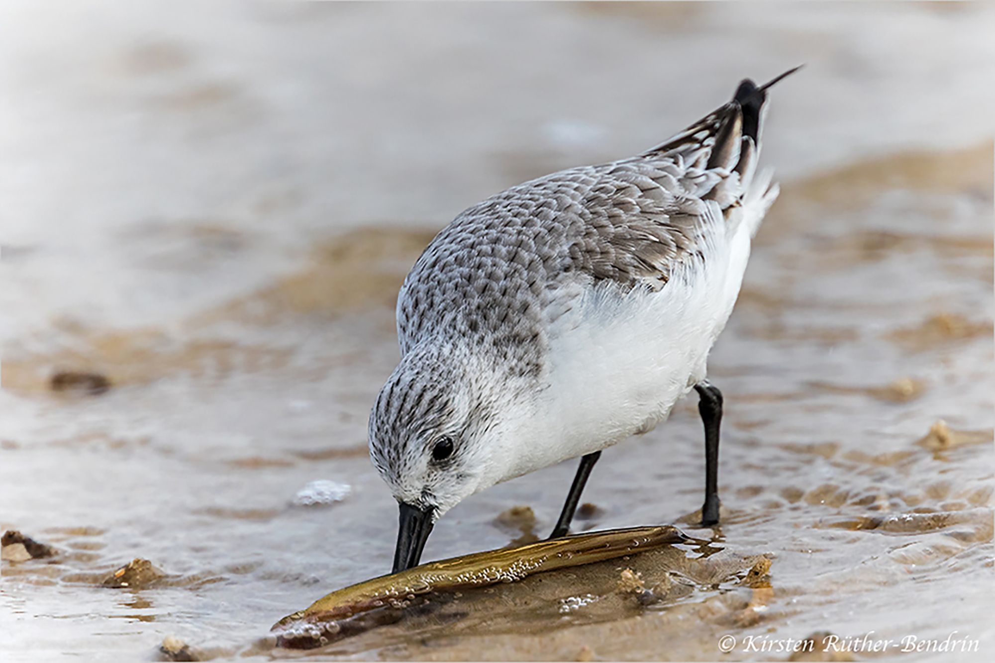 Sanderling