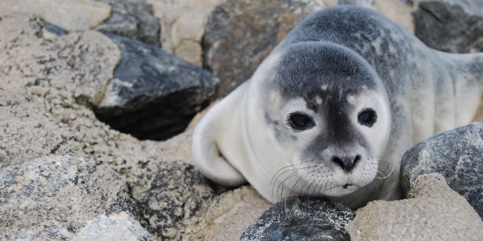 Seehunde beobachten auf Sylt