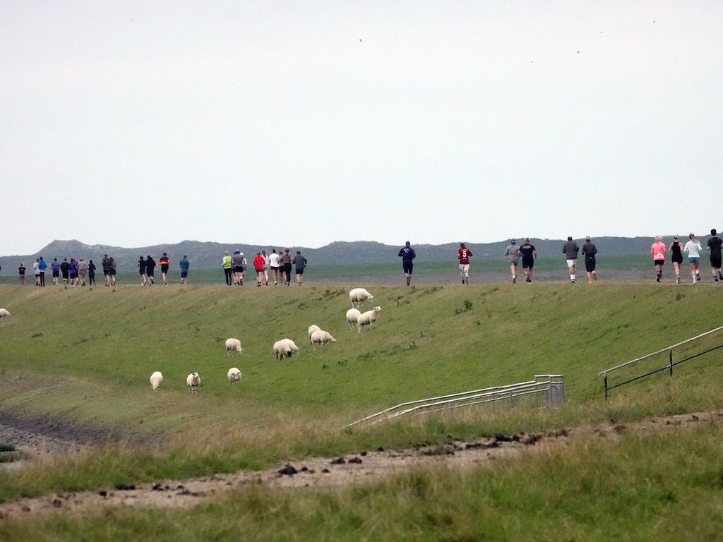 Zahlreiche Läufer laufen über das Rantumbecken beim 17. Run ums Rantumbecken 2024 - neben ihnen grasen Schafe