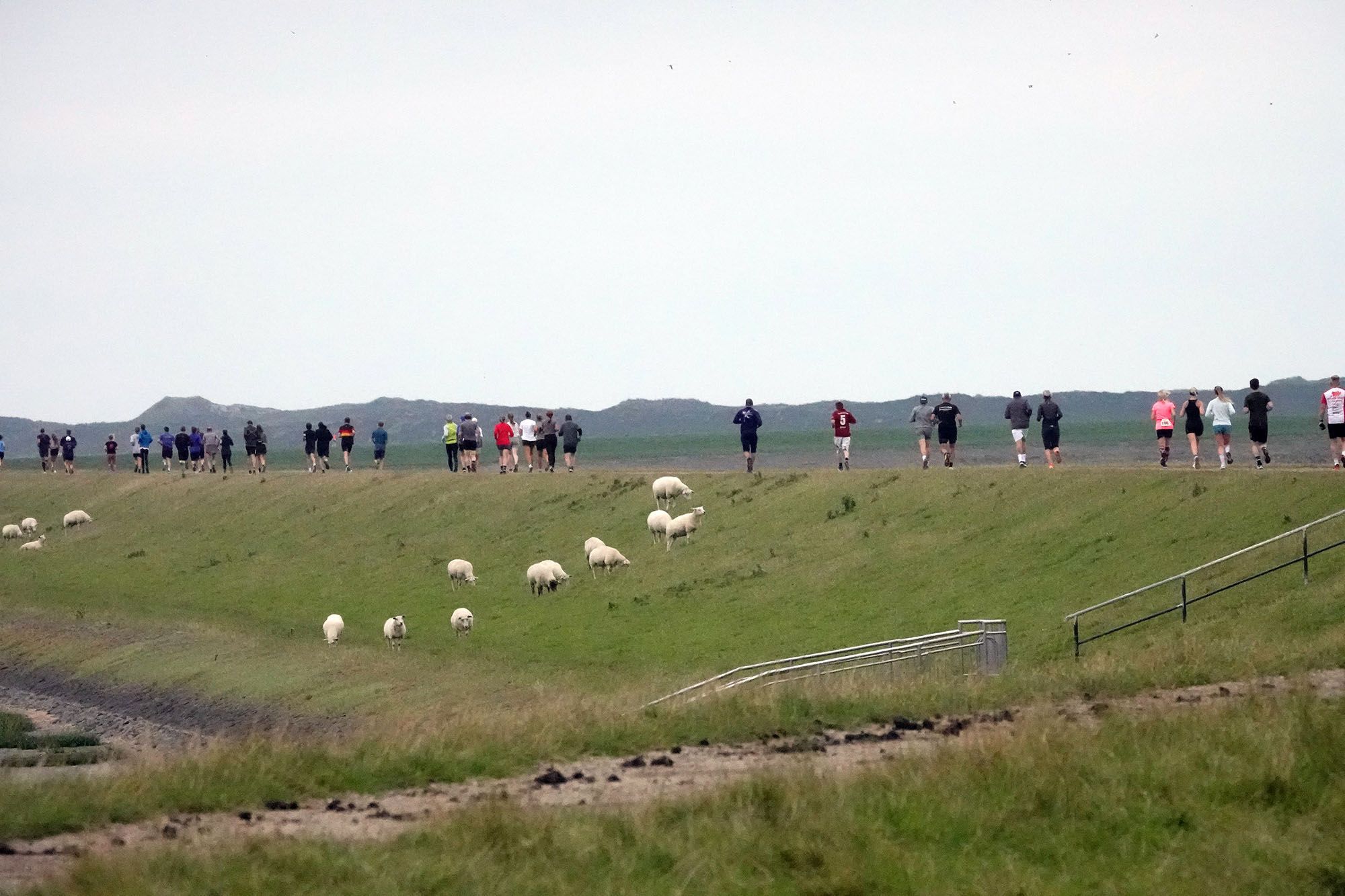 Zahlreiche Läufer laufen über das Rantumbecken beim 17. Run ums Rantumbecken 2024 - neben ihnen grasen Schafe
