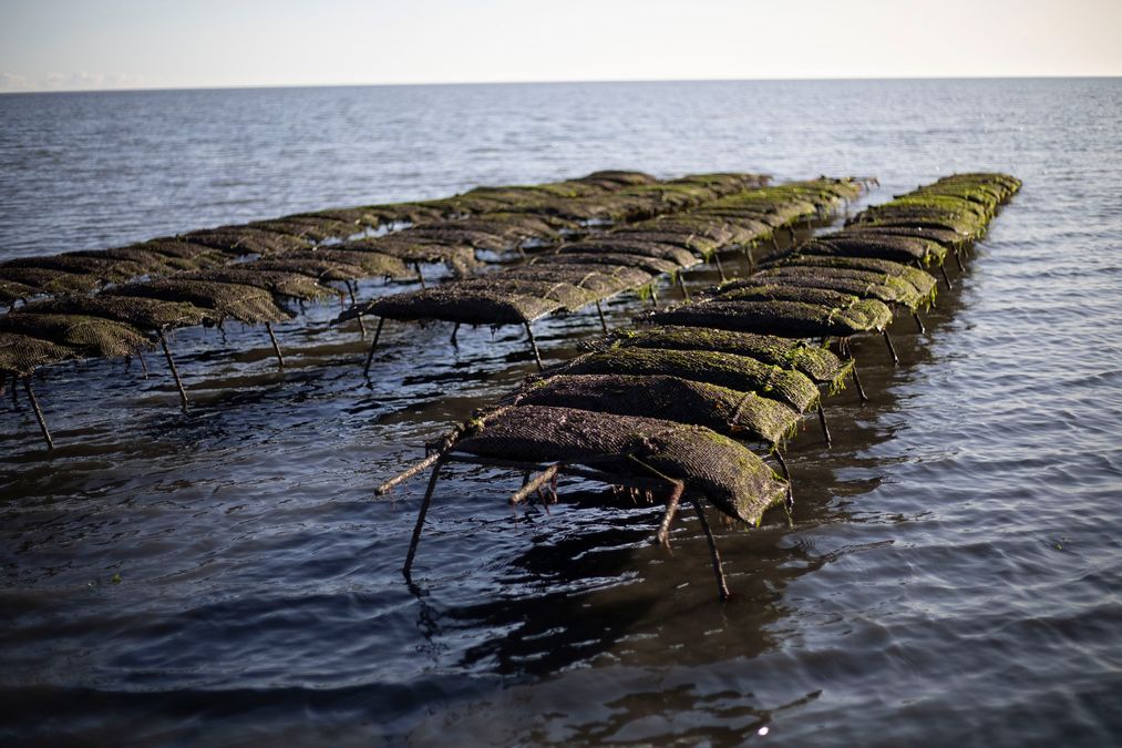 Austernzucht auf Sylt Sylter Royal