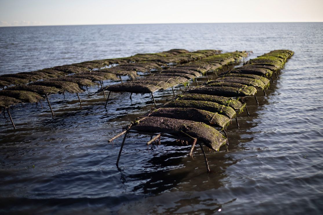 Austernzucht auf Sylt Sylter Royal