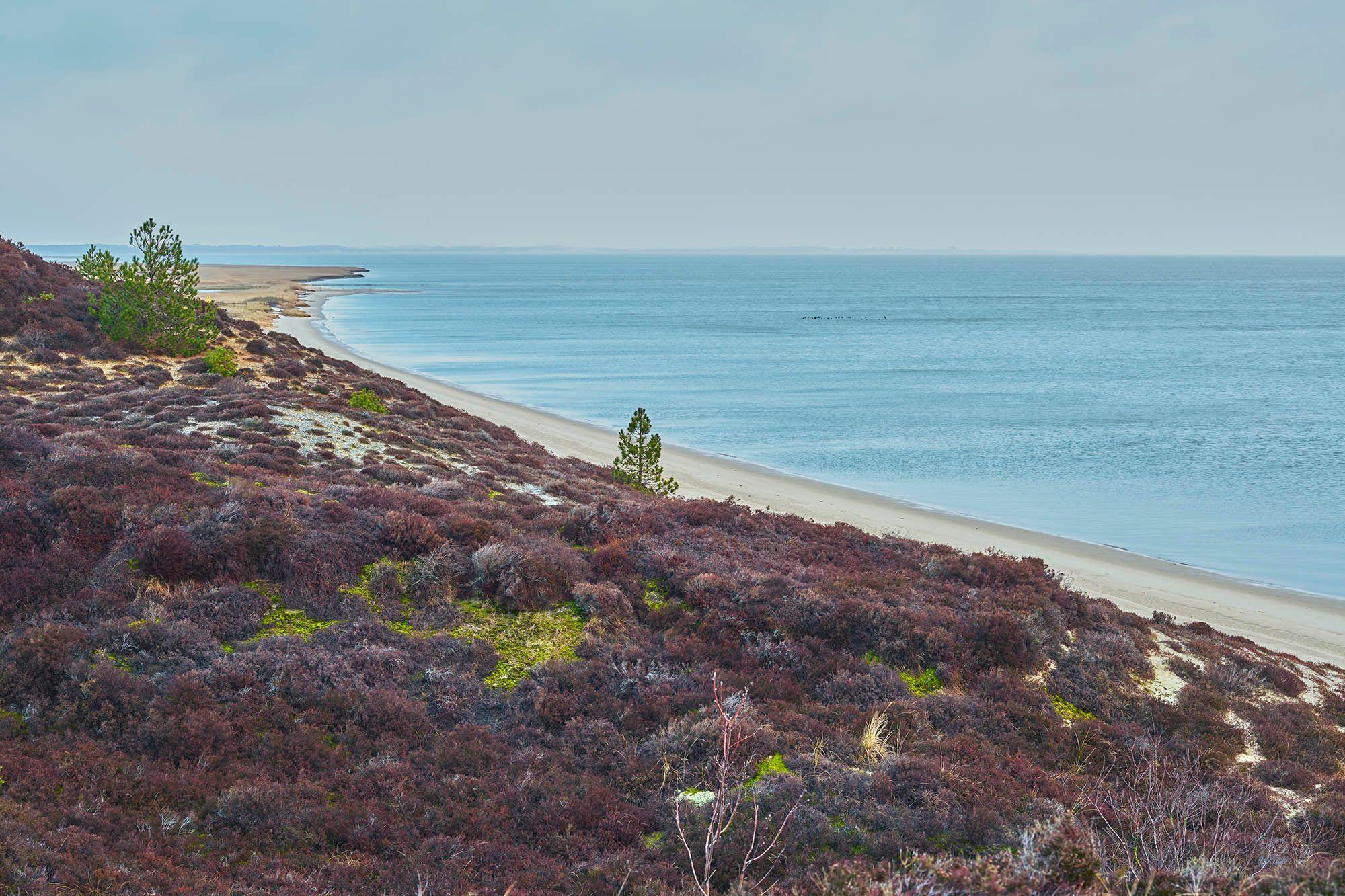 Braderuper Heide mit blühender Heide und Blick auf das Wattenmeer bei Flut