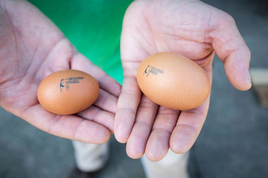 Hansenhof Sylt Hühnerwirt Sebastian Maurer hält zwei frische Sylter Eier seiner Freilandhühner in unterschiedlichen Größen in den Händen