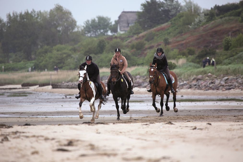 Drei Frauen galoppieren am Munkmarscher Strand am Wattenmeer auf drei Pferden