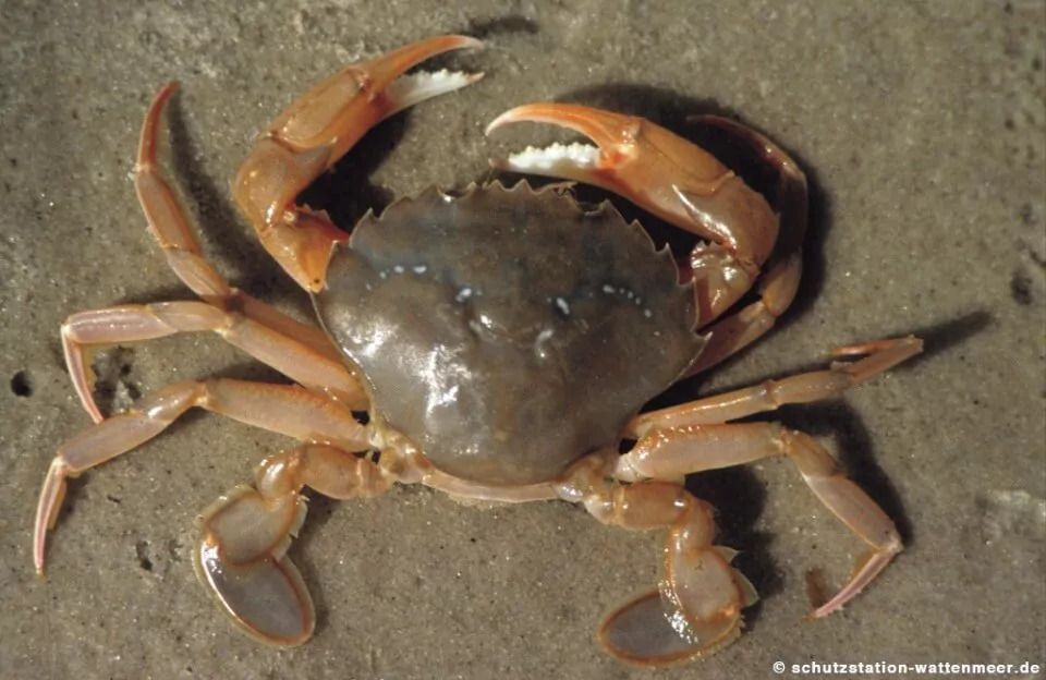 Schwimmkrabbe Sand