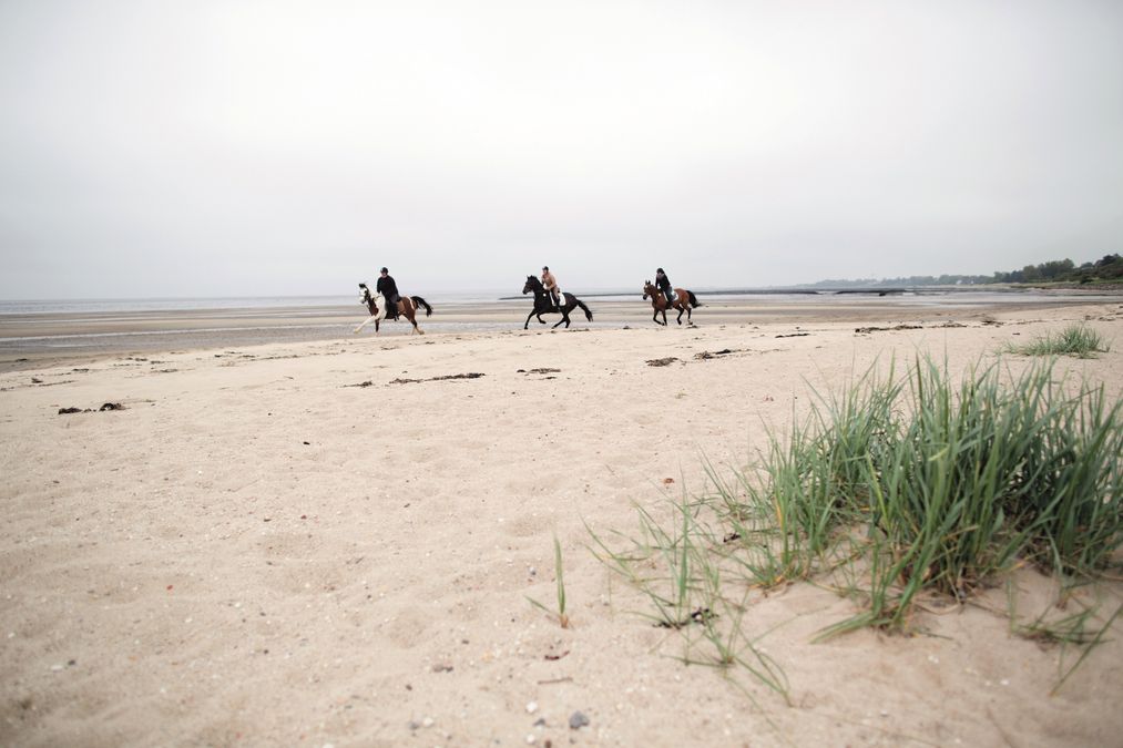 Drei Reiter galoppieren am Wattenmeer zwischen Munkmarsch und Keitum
