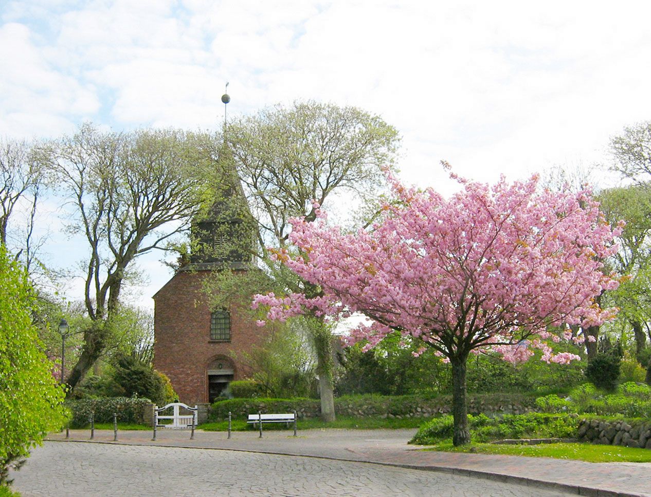 Alte Dorfkirche St. Niels in Alt-Westerland mit blühendem Kirschbaum