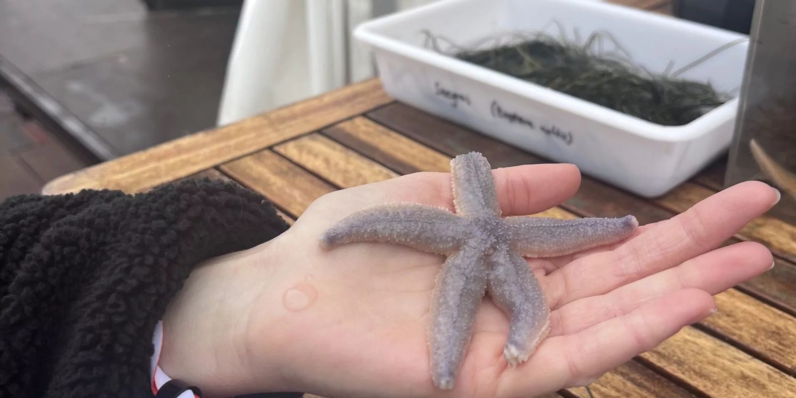 Forschung zum Anfassen – Alfred-Wegener-Institut auf dem Windsurf World Cup