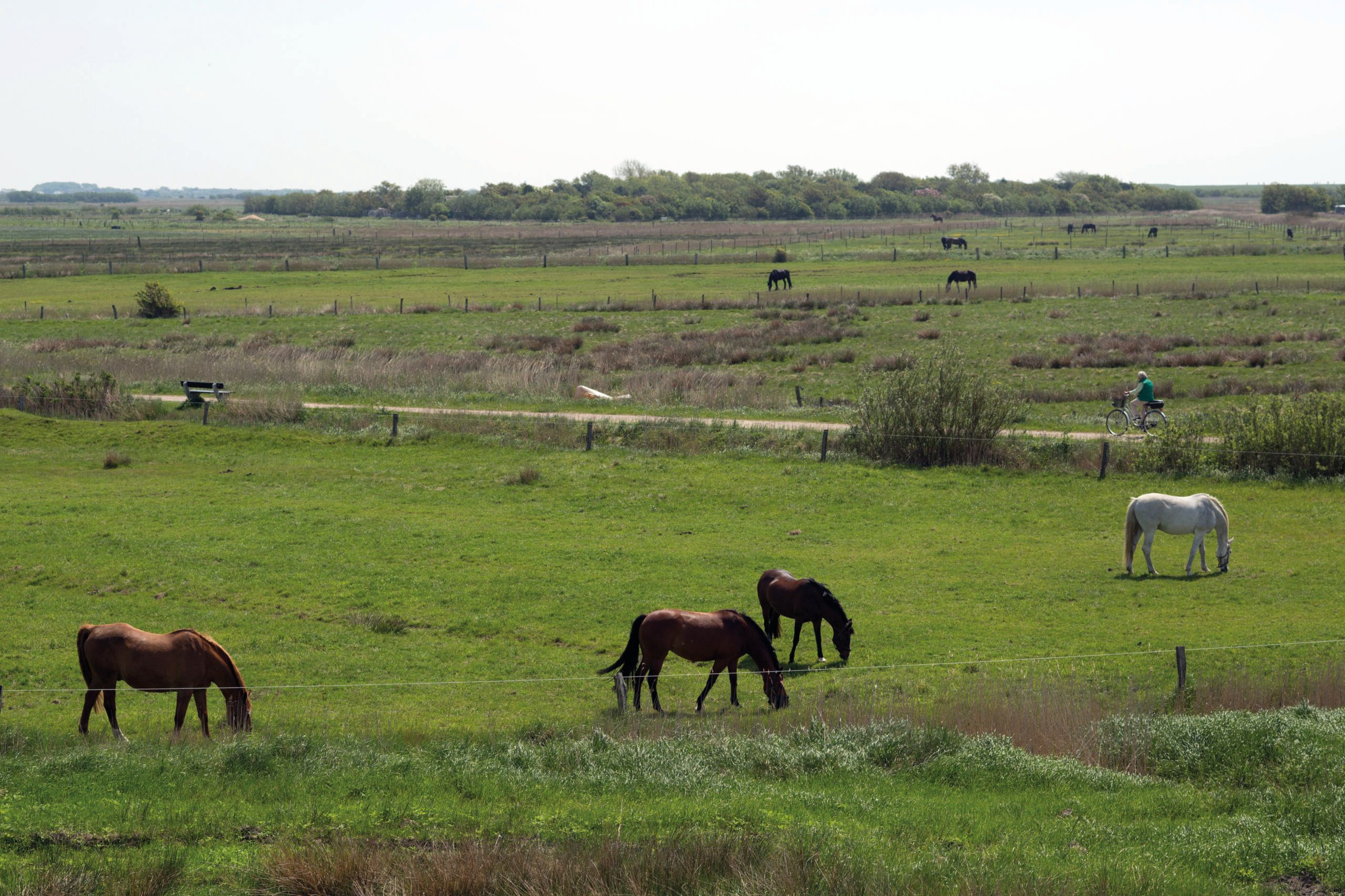 Tinnum Burg Wiese Pferde Sylt