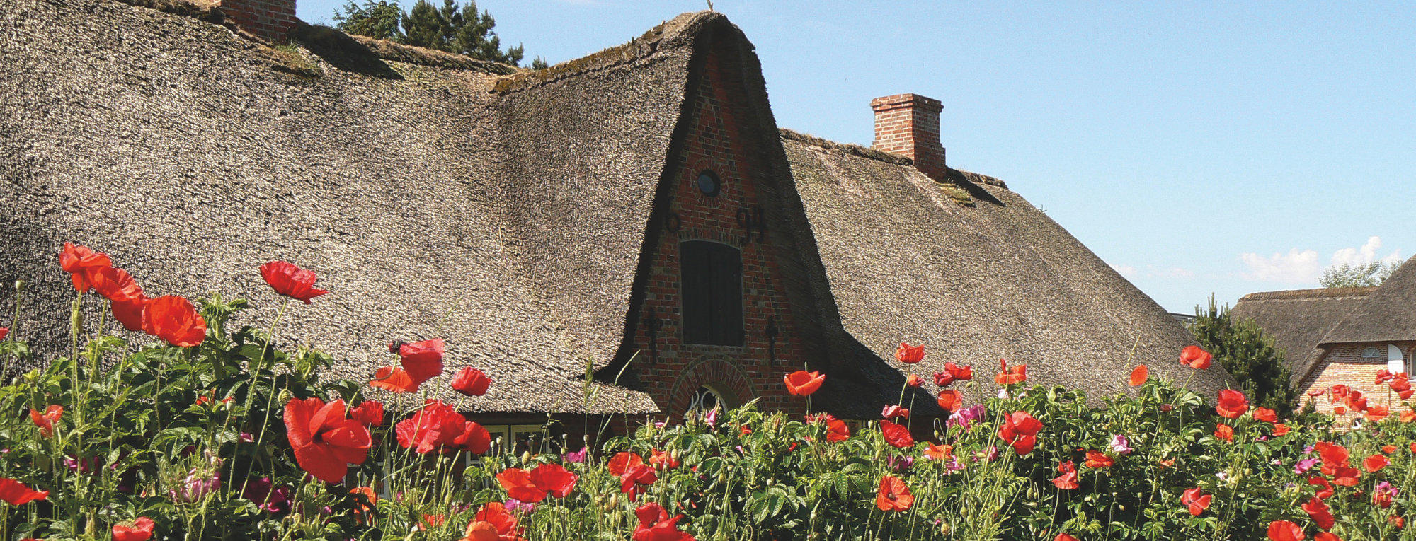Roter Klatschmohn vor Keitumer Friesenhaus