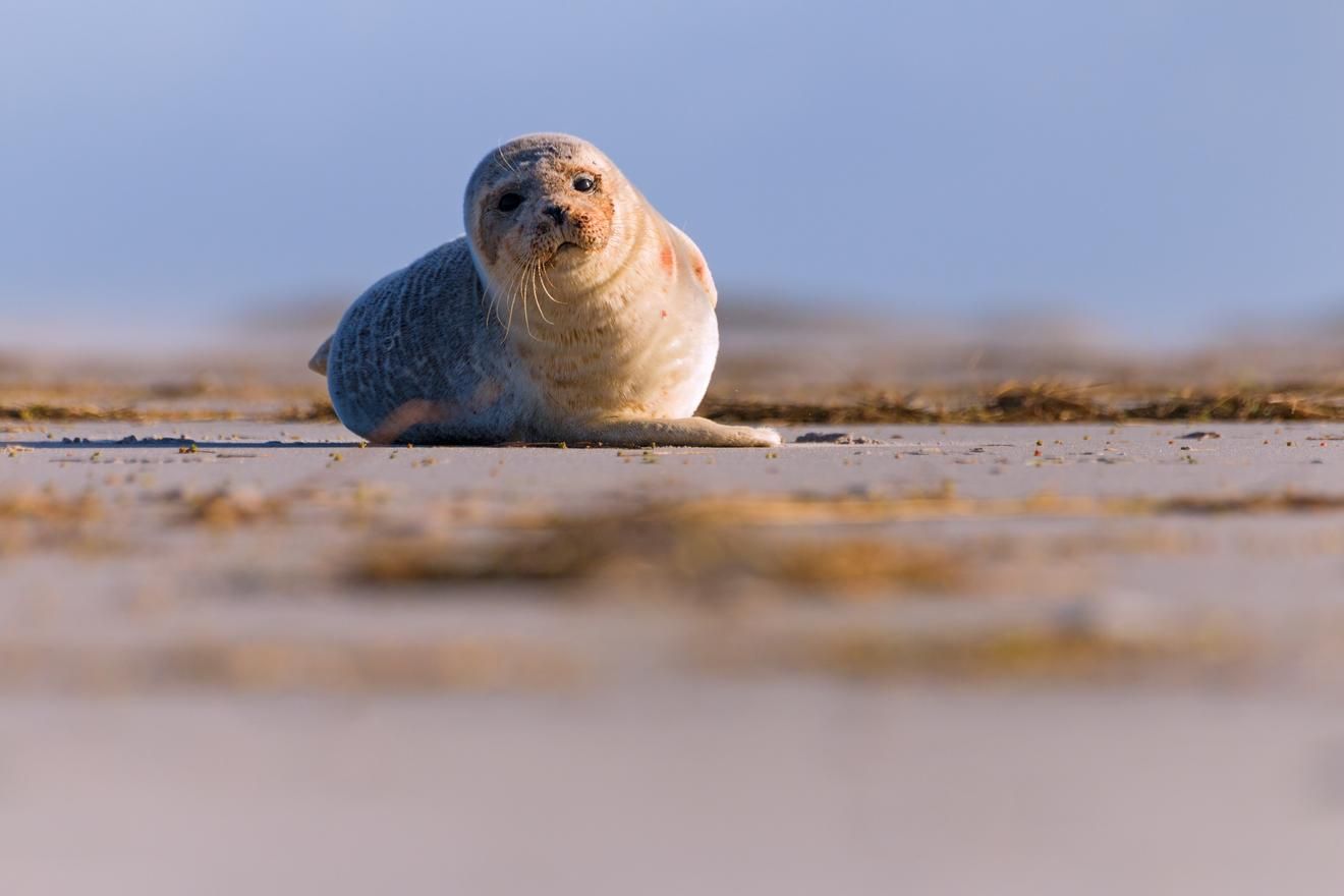 Seehundaufnahme aus dem Bildvortrag 360° Wattenmeer