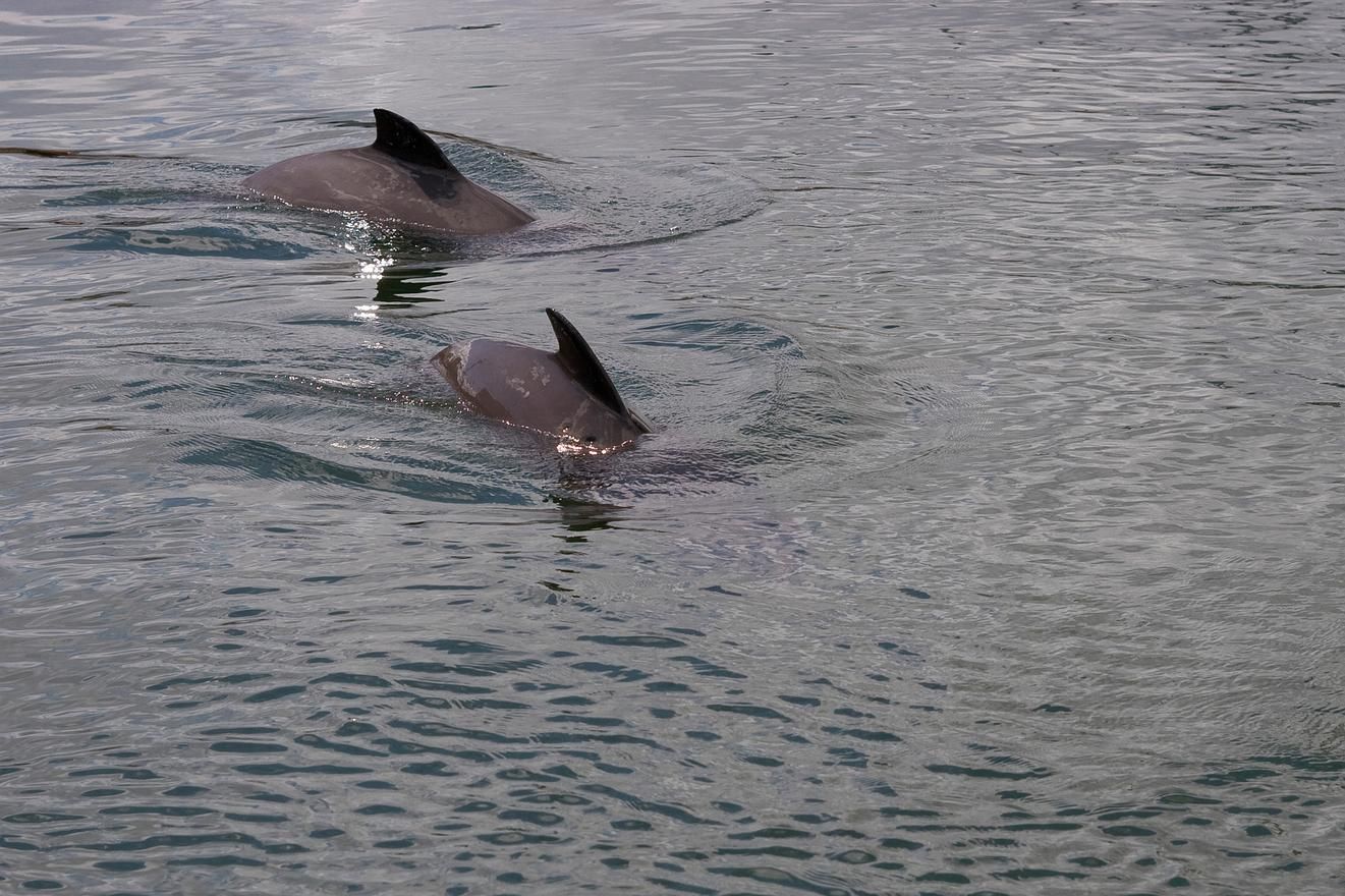 Die Heckflosse von zwei Schweinswalen in der Nordsee
