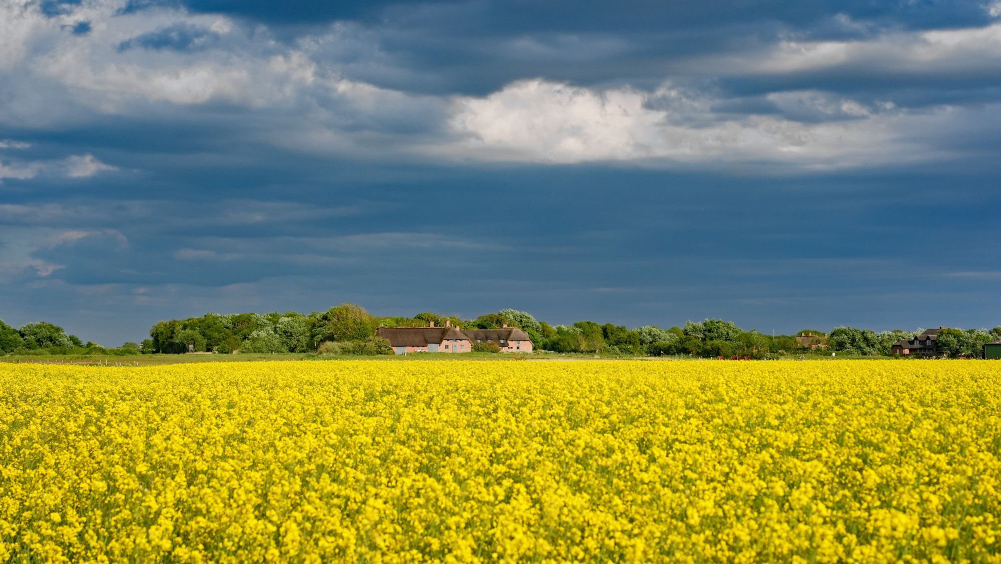 Rapsfeld in Morsum, im Hintergrund ein Reetdachhaus