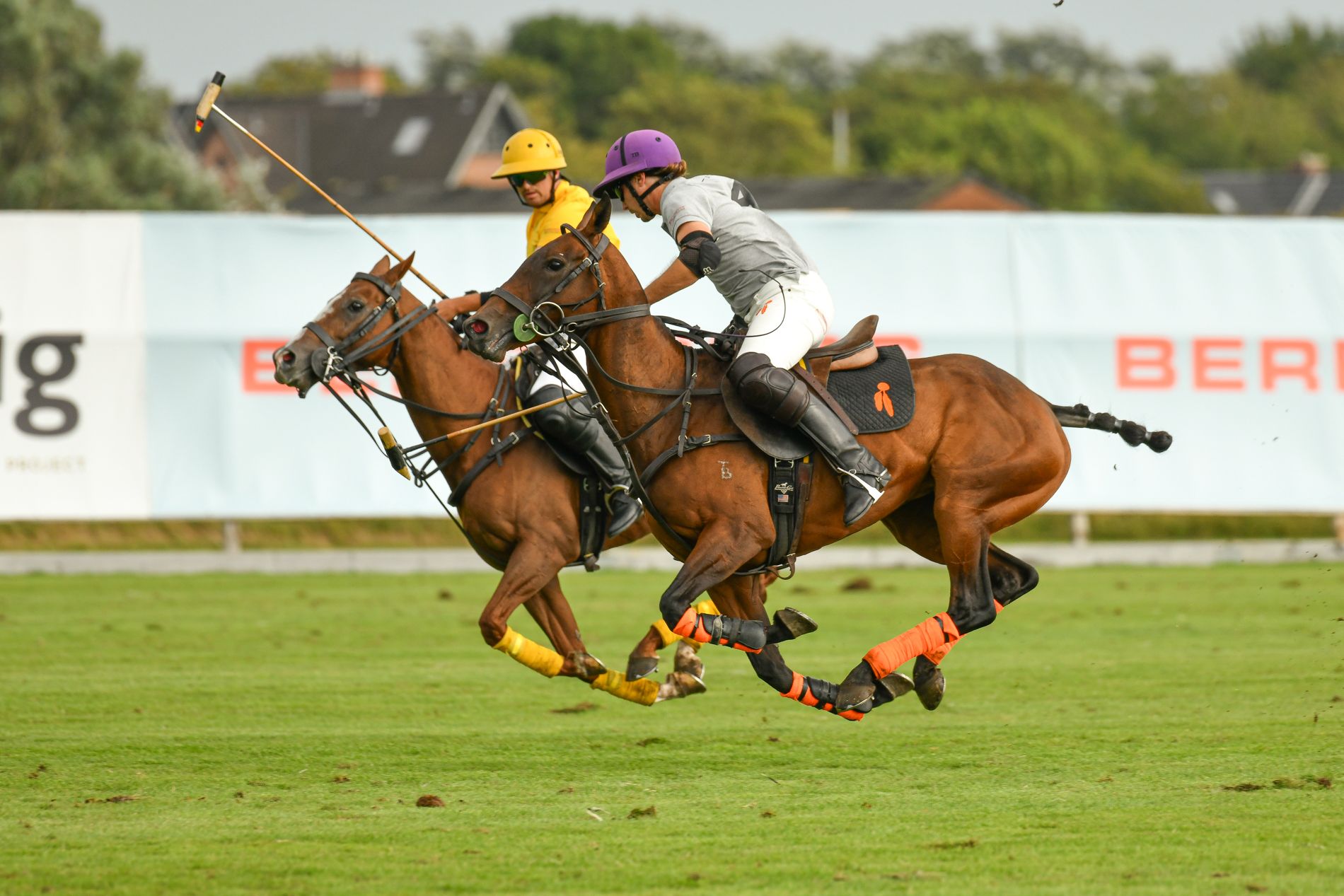 Zwei Polopferde bei den German Polo Masters in Keitum auf Sylt