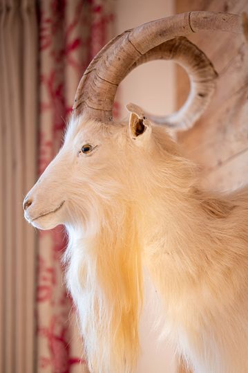 Ausgestopfter, weißer Ziegenkopf mit großen Hörnern als Wanddekoration auf hellem Holz.