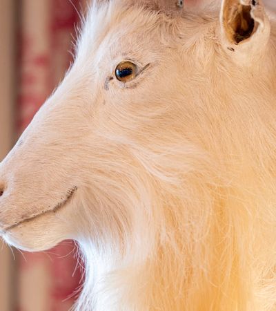 Ausgestopfter, weißer Ziegenkopf mit großen Hörnern als Wanddekoration auf hellem Holz.