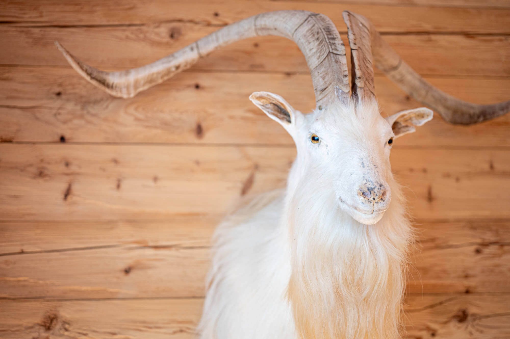 Ausgestopfter, weißer Ziegenkopf mit großen Hörnern als Wanddekoration auf hellem Holz.