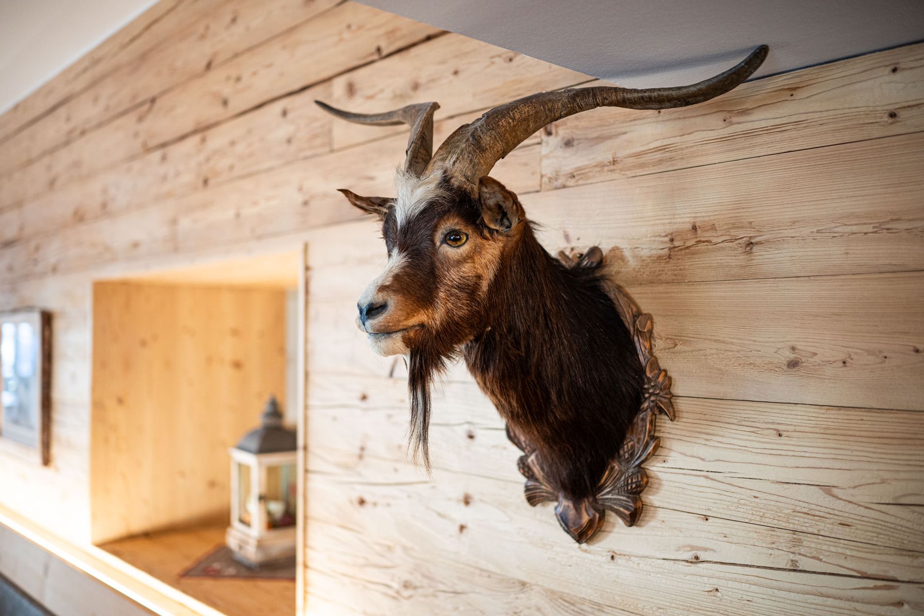 Ausgestopfter Ziegenkopf mit großen Hörnern als Wanddekoration auf hellem Holz.
