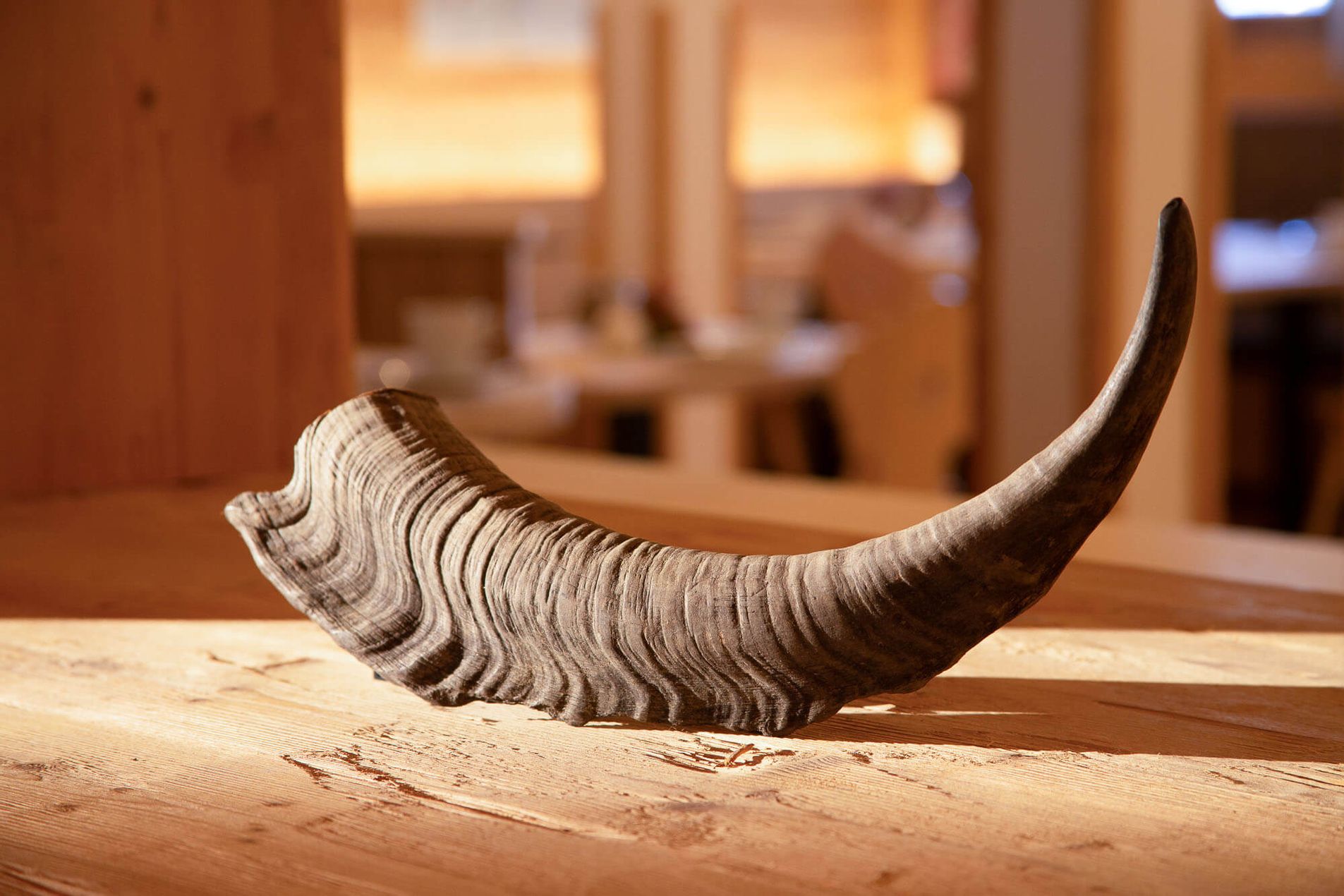 Gebogenes Widderhorn als rustikale Dekoration auf einem Holztisch.